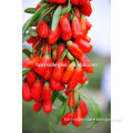 2014 Best Quality Ningxia Wolfberry goji seeds for sale Growing goji berries or goji tree from seeds